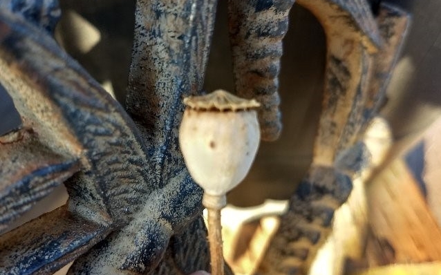 Poppy Seedpod