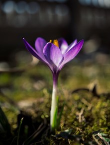 thomas-galler-5wuNddHCWfY-unsplash